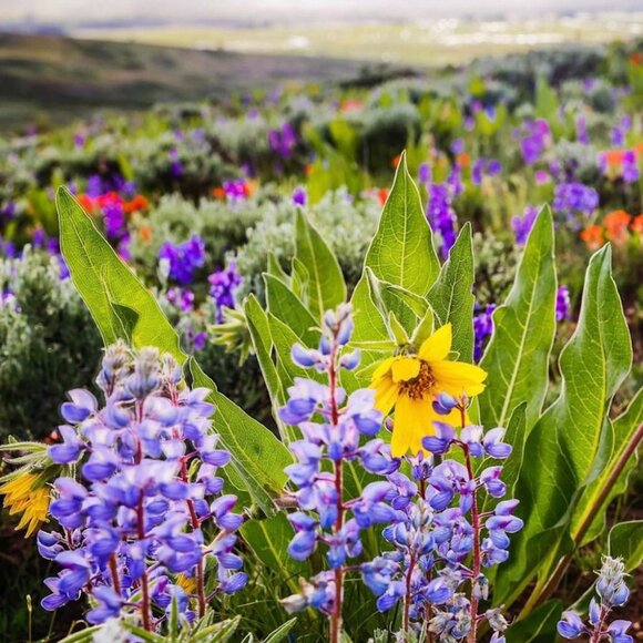 Meet your Posher, Macy - Picture 1 of 4